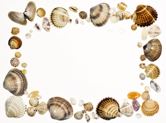 Frame with seashells isolated on white