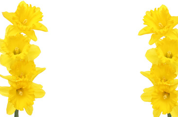 Daffodil frame © Richard Griffin