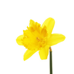 Single daffodil flower © Richard Griffin