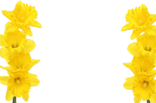 Daffodil frame
