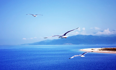 Fototapeta na wymiar Summer sky, ocean and flying seagulls