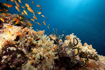Naklejka na ściany i meble lionfish, coral and ocean