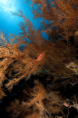 longnose hawkfish and black coral