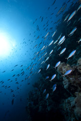 ocean, coral and fish