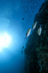 Fototapeta na wymiar bluefin trevally and ocean