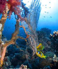 Fototapeta premium Anemonefish,anemone and sea