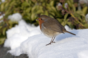Red robin