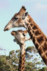 Kissing Giraffes