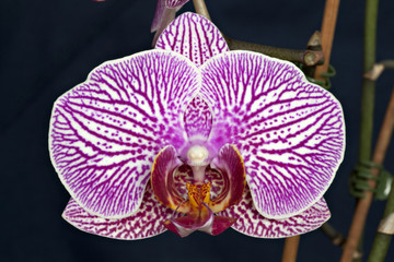 Fototapeta na wymiar Macro of a beautiful orchid