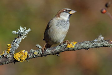 gorrion macho