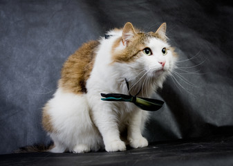 Fluffy ragamuffin cat in the studio..