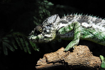 Furcifer verrucosus - Warzenchamäleon - Madagaskar