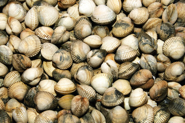 clams