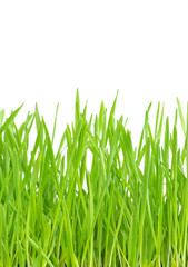 Fototapeta premium grass