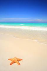 Fototapeta na wymiar Starfish na tropikalnej plaży