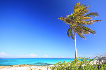 A lone palm tree on a gorgeous tropical beach