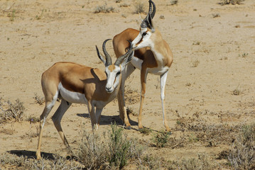 Springbock
