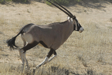 Oryxantilope