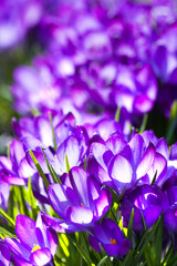 Purple spring crocus - vertical
