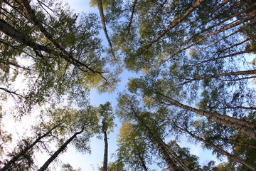 Opening between branches