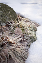 Grass in Snow