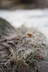 Grass in Snow