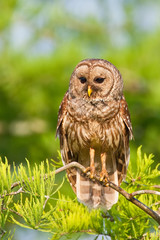 Barred Owl