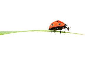 ladybug on grass