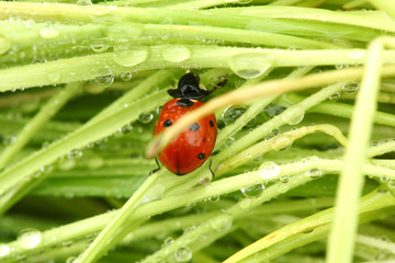 ladybug on grass