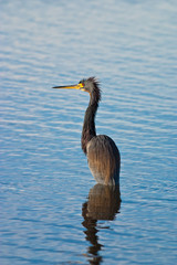 Cold Heron