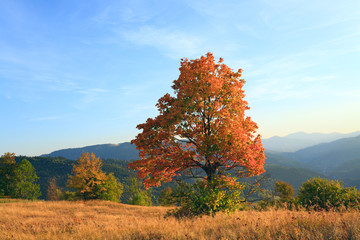 Fototapeta premium Lonely autumn tree on evening Carpathian mountainside.