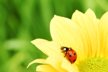 ladybug on yellow flower