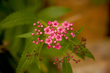 flowers and buds of spirea