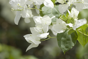 Bougainvillea blossoms