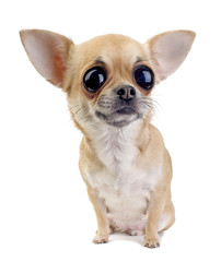 Chihuahua with big eyes portrait isolated