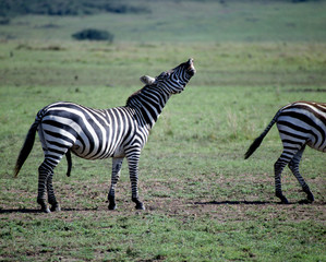 Zebra_114858