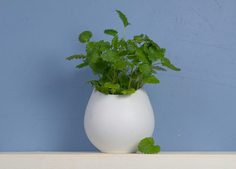 Blue and white still-life with mint in vase