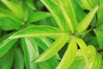 Background from green leaves