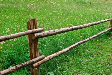 Fototapeta premium green pasture