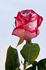 Flowers and jeweller