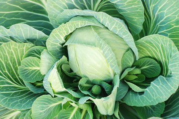 Cabbage