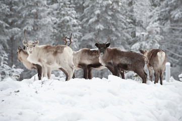 reindeer