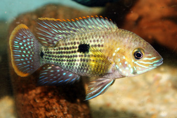 orangesaumbuntbarsch - Aequidens rivulatus