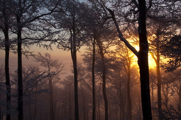 Winter sunrise behind trees