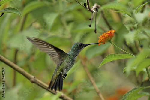 Colibri Ou Oiseau Mouche Photo Libre De Droits Sur La