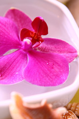 Obraz na płótnie Canvas orchidee