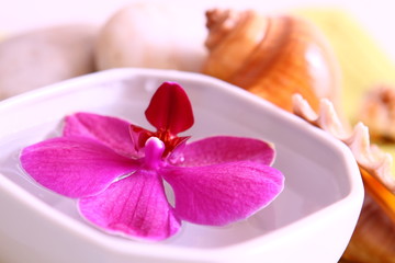 wellness,orchidee
