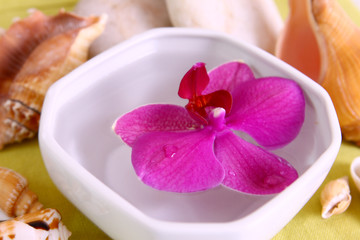 wellness,orchidee