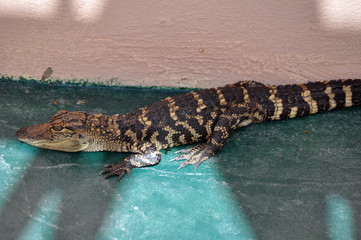 baby alligator