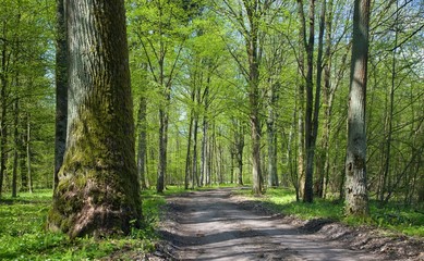 Fototapeta na wymiar Stand liściastych Puszczy Białowieskiej na dzień sunnny wiosna